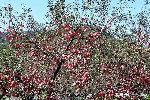 胶东半岛小麦种植面积“五强县”，平度莱西即墨莱州莱阳