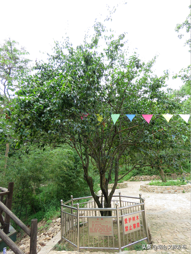 这个小长假，海阳招虎山承包你的所有美好！