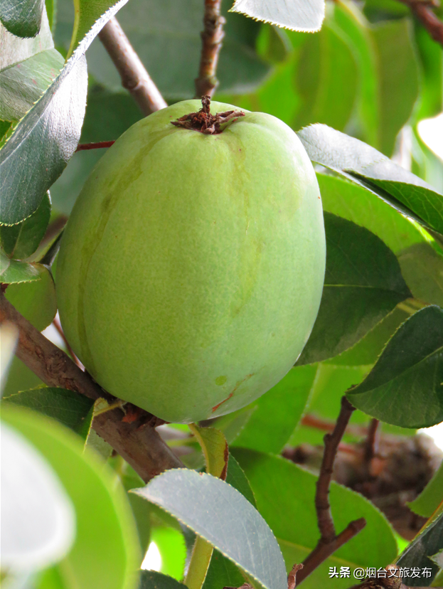 这个小长假，海阳招虎山承包你的所有美好！