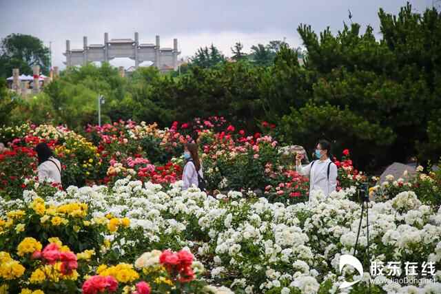 花开古邑！莱州第三十二届月季花节开幕