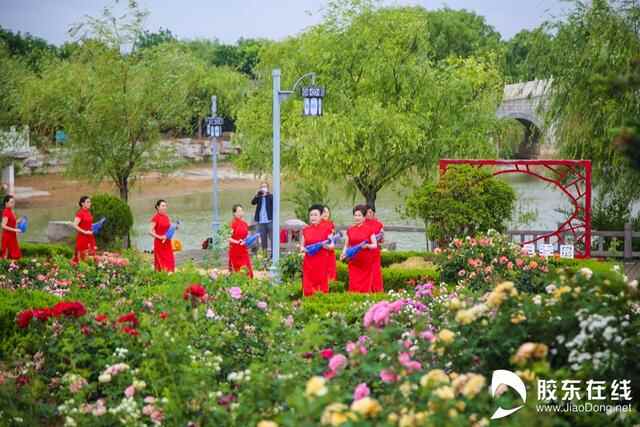 花开古邑！莱州第三十二届月季花节开幕