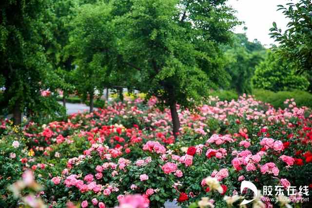 花开古邑！莱州第三十二届月季花节开幕
