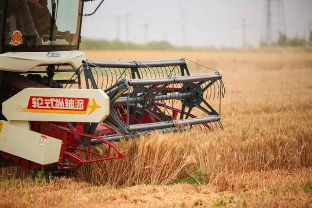 莱州小麦开镰啦