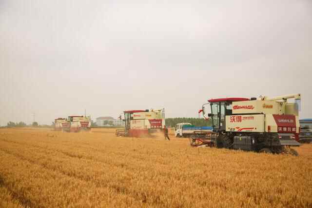 莱州小麦开镰啦