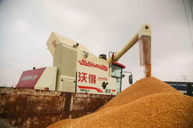 莱州小麦开镰啦