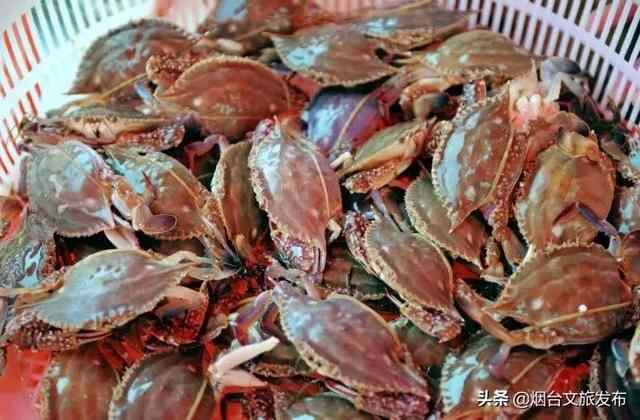 秋风起！走，我们去烟台吃梭子蟹！