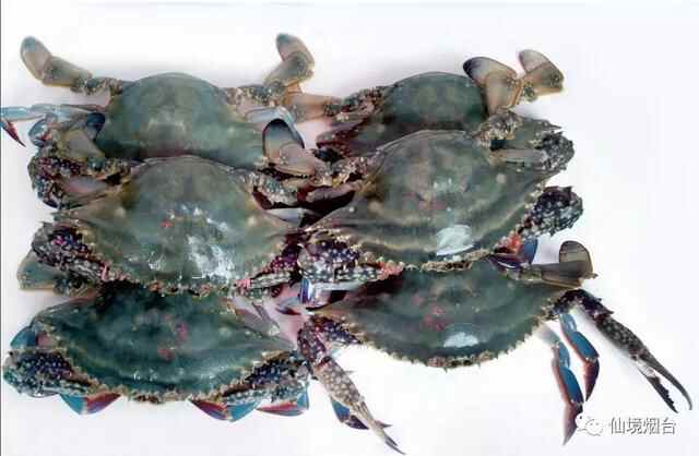 菊花开，闻蟹来 烟台美食：莱州呛蟹