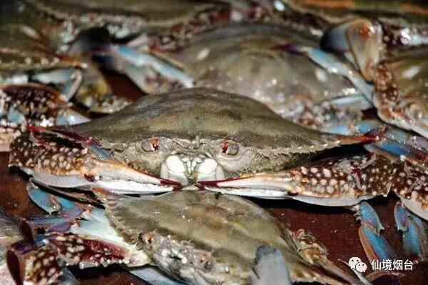 菊花开，闻蟹来 烟台美食：莱州呛蟹