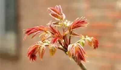 舌尖上的栖霞 | 这些春季时令美食已上线，错过只能等明年