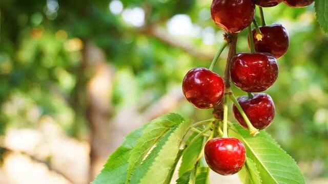 外地人来烟台，我们该推荐他看什么吃什么？