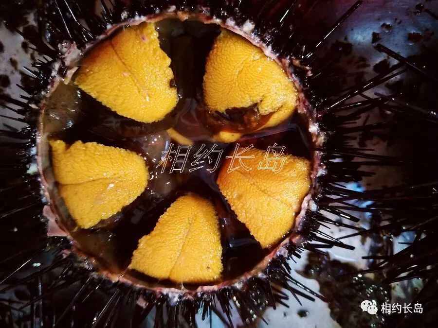 长岛—“十大网红海鲜”