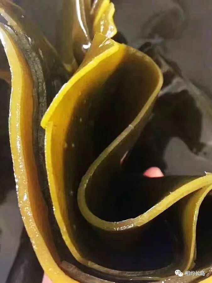 长岛—“十大网红海鲜”
