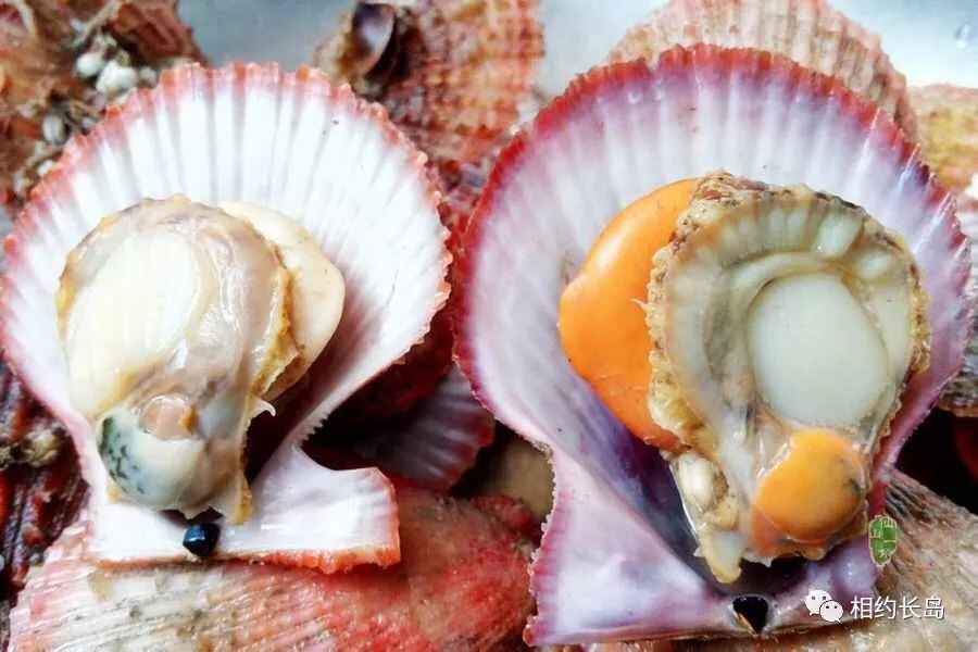 长岛—“十大网红海鲜”