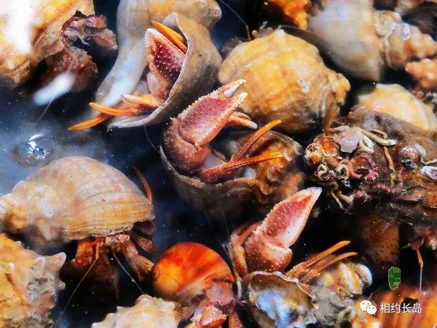 长岛—“十大网红海鲜”