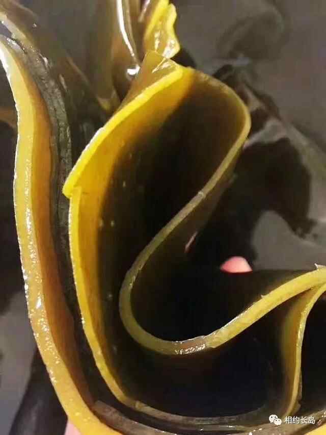 长岛—“十大网红海鲜”
