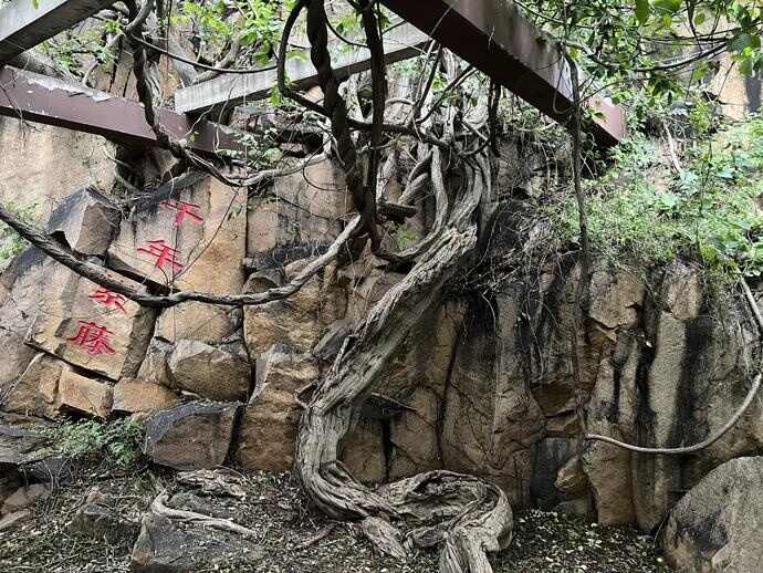 山海仙境 追梦龙口 品龙口美食，赏南山美景