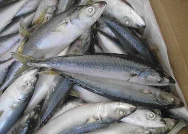 山东蓬莱美食记——鲜有人知的海味