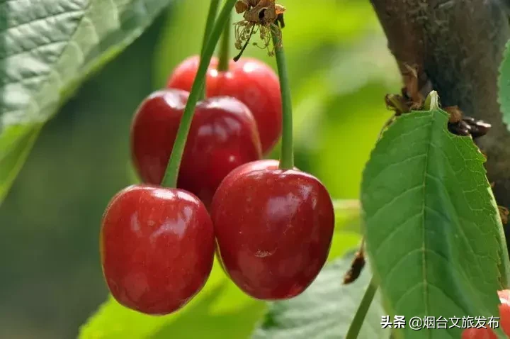莱山周边游推荐清单，全干货分享！