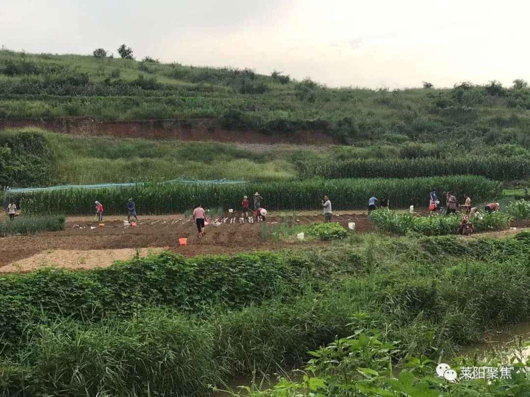 莱阳聚焦：老家的玉米饼子
