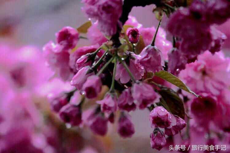 莱阳濯村入选“中国十大最美乡村”，系山东唯一入选村庄！