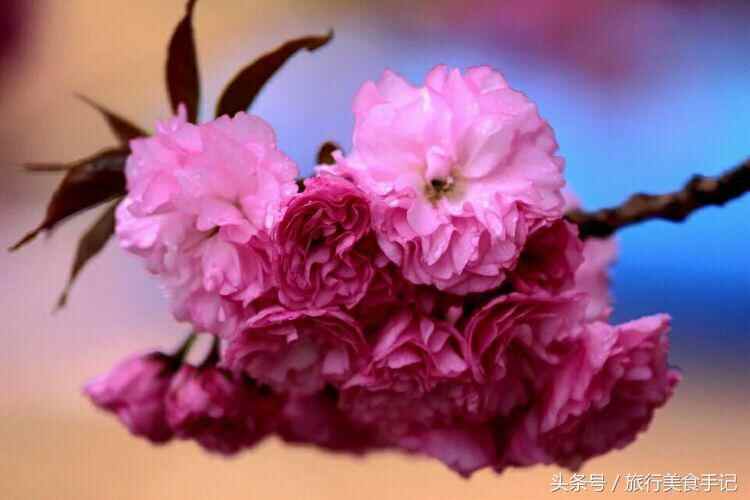 莱阳濯村入选“中国十大最美乡村”，系山东唯一入选村庄！