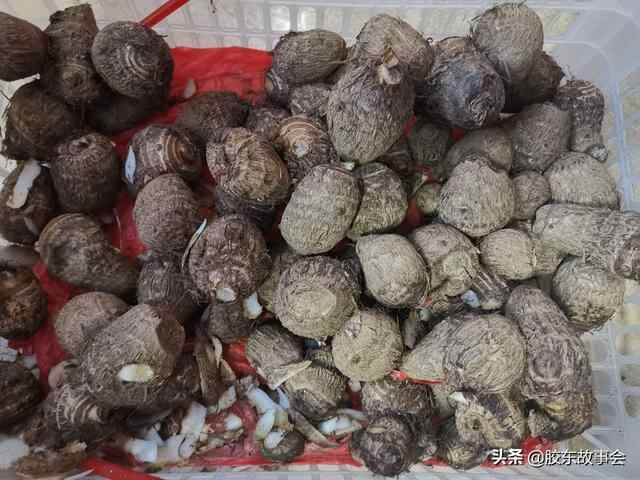 组图：去年秋天储藏的芋头拿出来，做一顿莱阳家常美食