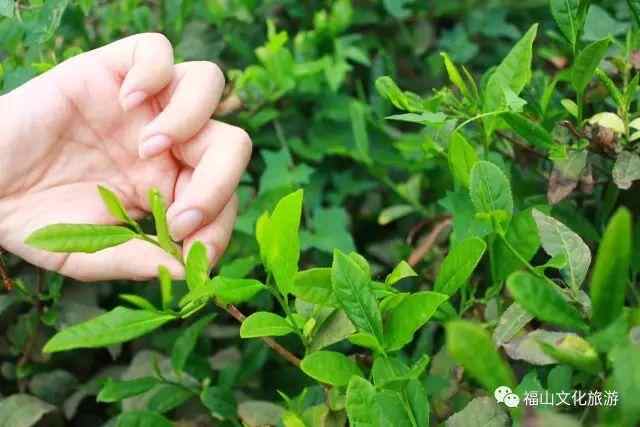 《舌尖上的福山》看完保证你流哈喇子