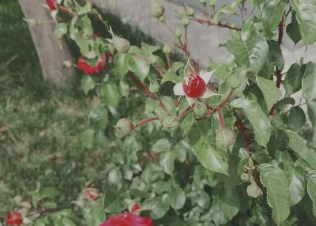 莱州市月季花节