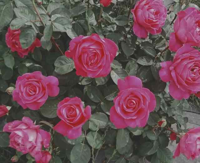 莱州市月季花节
