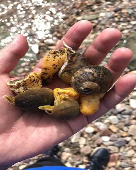 ｜马拉松之长岛美食探寻 槐花鱼**味道真是绝了