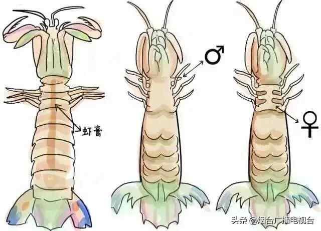 烟台爬虾大量上市，美食攻略都在这里了，速看