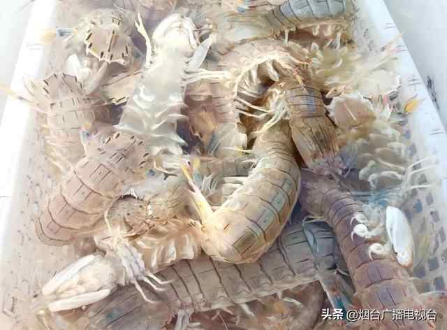 烟台爬虾大量上市，美食攻略都在这里了，速看