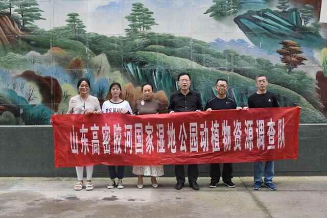 极危鸟类青头潜鸭现身潍坊高密，全球不到1000只