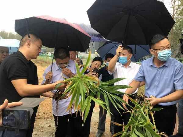 推动生姜全产业链技术创新，潍坊举办职业农民生姜质效提升培训班