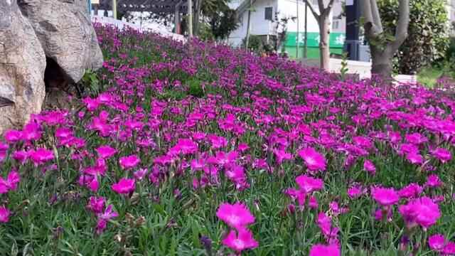 公园潍城，生态潍城：小景大致，入眼成诗，转角遇到美
