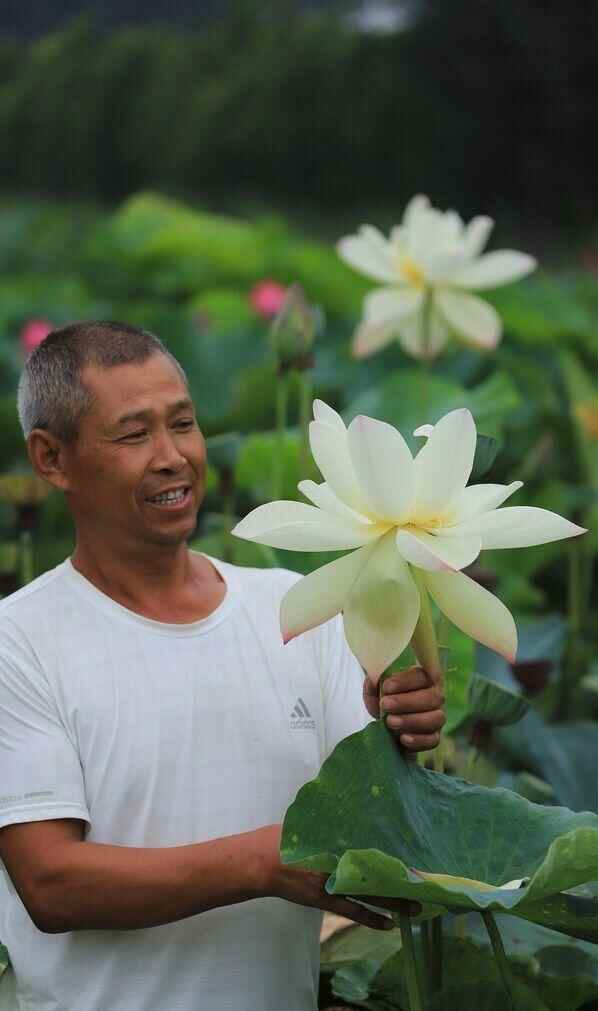 潍城：这里300种荷花开满了荷塘
