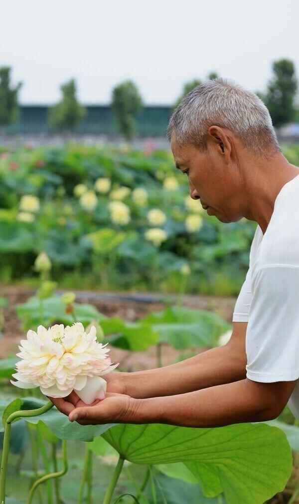潍城：这里300种荷花开满了荷塘