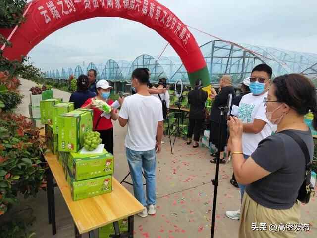 云端之约——高密市阚家镇第六届葡萄文化节顺利开幕