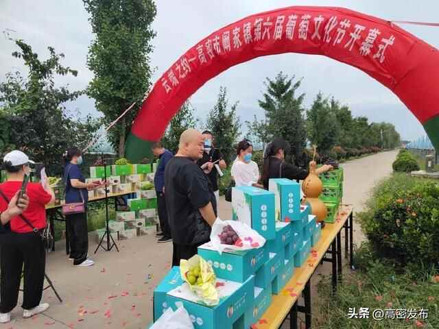 云端之约——高密市阚家镇第六届葡萄文化节顺利开幕