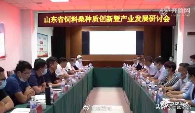 潍坊高密市：发展饲料桑产业 助推畜牧养殖转型升级