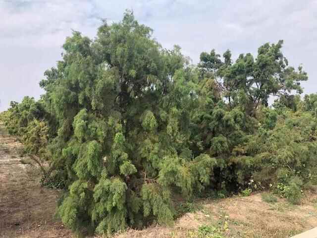 挺进深蓝丨潍坊国家“南红北柳”生态工程滨海示范林项目：筑起沿海绿色屏障