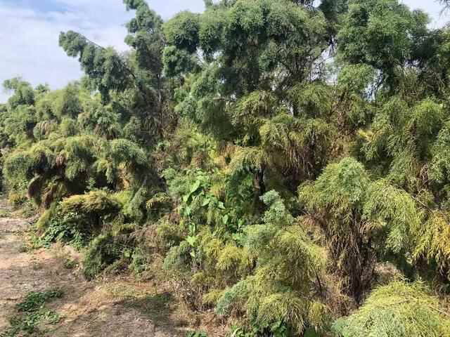 挺进深蓝丨潍坊国家“南红北柳”生态工程滨海示范林项目：筑起沿海绿色屏障