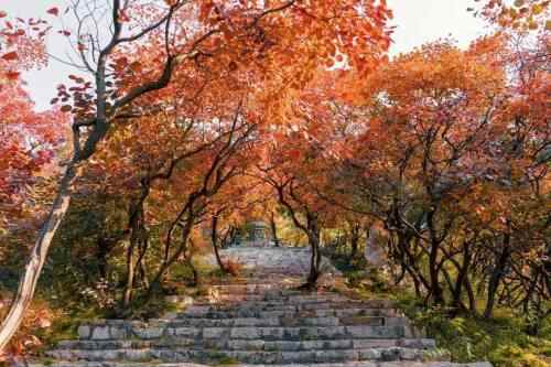 潍坊季节限定美景“红叶”已上线！快去这些地方打卡吧