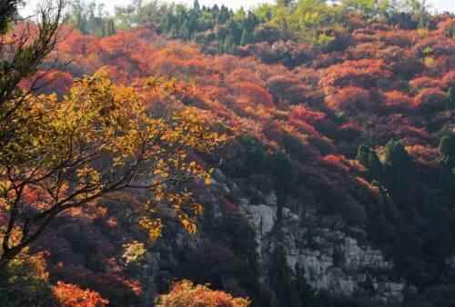 潍坊季节限定美景“红叶”已上线！快去这些地方打卡吧