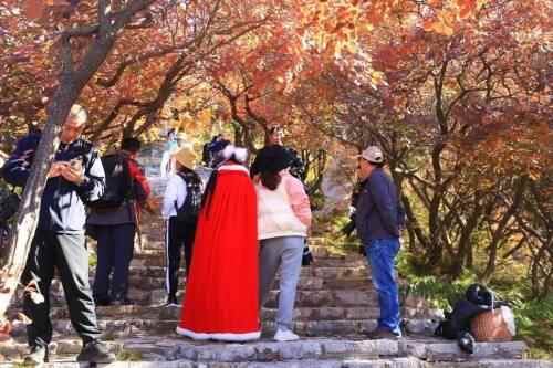 潍坊季节限定美景“红叶”已上线！快去这些地方打卡吧
