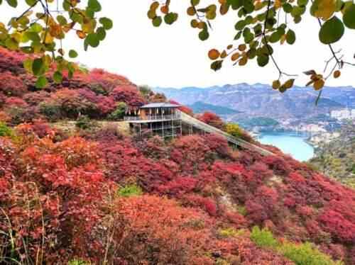 潍坊季节限定美景“红叶”已上线！快去这些地方打卡吧