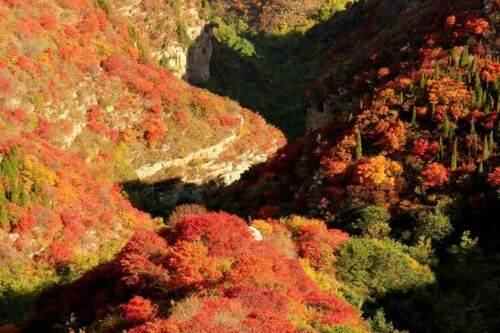 潍坊季节限定美景“红叶”已上线！快去这些地方打卡吧