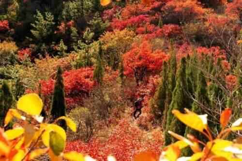 潍坊季节限定美景“红叶”已上线！快去这些地方打卡吧