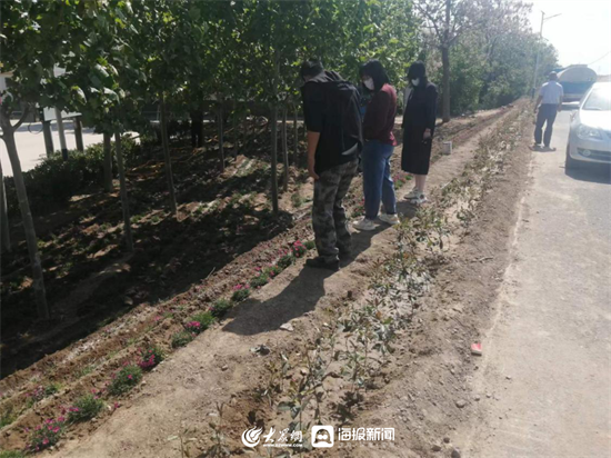 全域大花园 缤纷大家洼 | 种植超38万棵！潍坊滨海区大家洼街道以绿化妆点发展新画卷