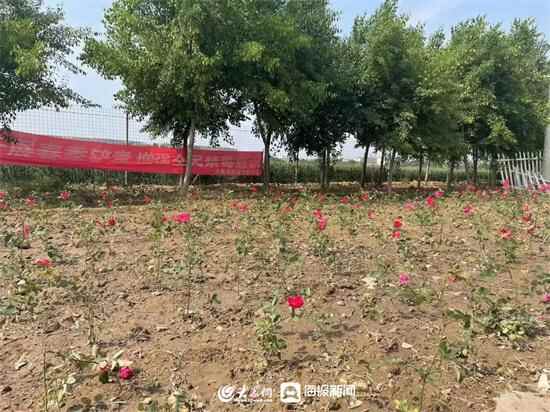 全域大花园 缤纷大家洼 | 种植超38万棵！潍坊滨海区大家洼街道以绿化妆点发展新画卷
